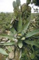 /album/fotogaleria-fotogaleria/mezcal5239-jpg/