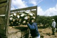/album/fotogaleria-fotogaleria/mezcal5250-jpg/